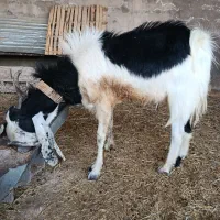 تیشتر نره