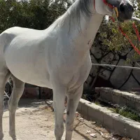 اسب|اسب و تجهیزات اسب‌سواری|رباط‌کریم, انجم آباد|دیوار