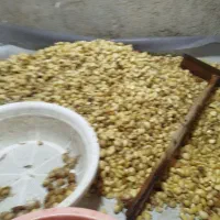 نیرو خانم
