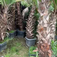 حراج انواع درخت و گل وگیاه  نخل پالم یاس هلندی