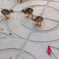 جوجه بوقلمون