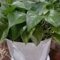 گل خانگی|گل و گیاه طبیعی|مریوان, |دیوار