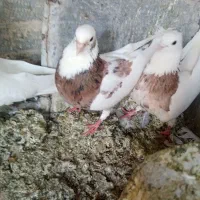 کبوتر طوقی اصل پرورش خودم