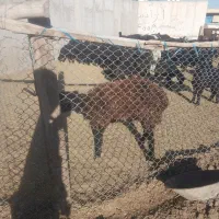 بره|حیوانات مزرعه|رباطکریم, منجیل آباد|دیوار