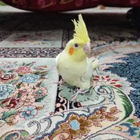 عروس هلندی