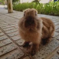 فروش خرگوش نژاد جرسی
