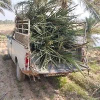 دیمیت نخل کبکاب(پاجوش)