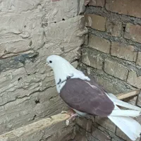 کبوتر هما|پرنده|شهر ری, شهرک نظامی|دیوار