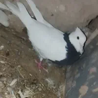 کفتر فروشی