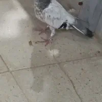 کفتر