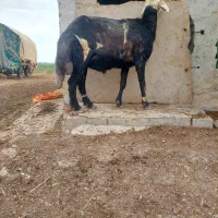 قوچ بروجردی درجه یک