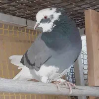 کبوتر