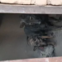 مشکی ۱۹میلیون ژرمن ۱۷میلیون