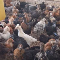 جوجه مرغ وخروس محلی رسمی۴۰روزه واقع در ورامین