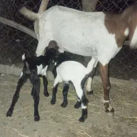 بز با کهره