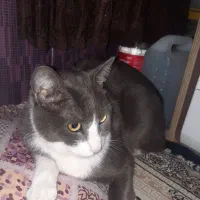 گربه نر رایگان