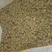 عدس درشت و تازه