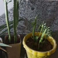 گل طبیعی|گل و گیاه طبیعی|یاسوج, |دیوار