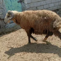 قوچ