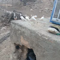 کبوتر لنده