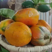 پاپایا میوه شیرین و خوشمزه