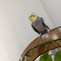 عروس هلندی