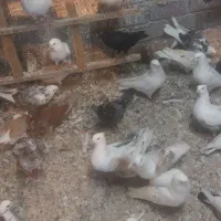 فروش تعدادی کبوتر پرشی