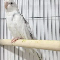 عروس هلندی دو کت