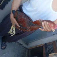 خروس لاری سرخ اصیل