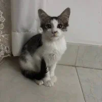 واگذاری رایگان بچه گربه