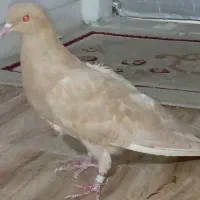 ماده پا پلاکی خالدار
