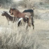 فروش گله بز و پازن و کهره
