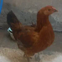 مرغ بادوجوجه