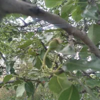 باغچه ۵۰۰ متری دیوار کشی شده