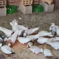 کبوتر|پرنده|کارون, |دیوار