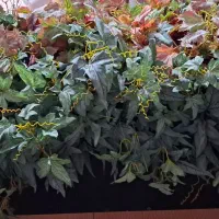 باکس گل گلدان مصنوعی