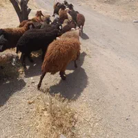 جایگاه دائمی گوسفند بارکدار زنده