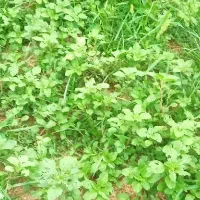 چواش تازه