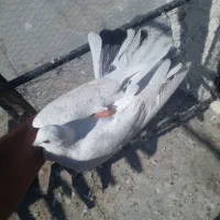 کبوتر نر