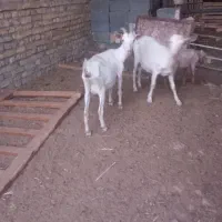 غوریت سانن وبره کوچک