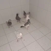 کفتر