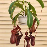 گیاه گوشت خوار (حشره خوار )