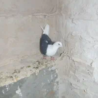 دوکت نر آلمانی گرفته
