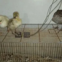 جوجه قوغاز و بوقلمون