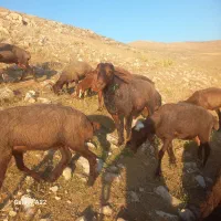 یک عدد قوچ مهربان