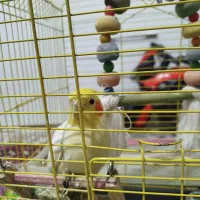 عروس هلندی