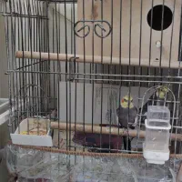 عروس هلندی جفت ده ماهه
