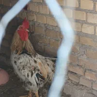خروس دم بریده