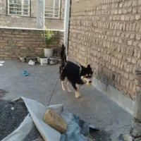 سک هاسگی با هوش