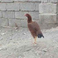 مرغ ا